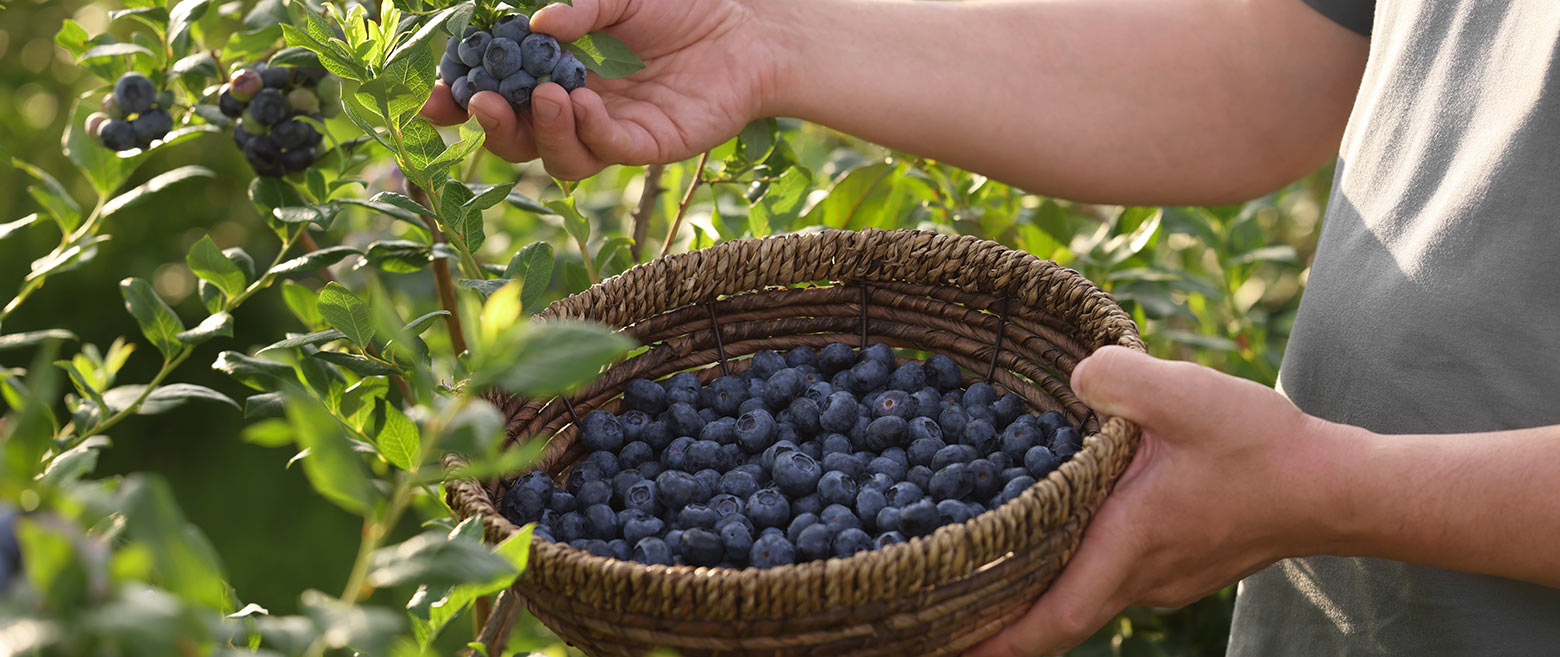 Man holding basket of blueberries